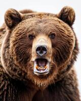 A close up of a brown bear with its mouth open photo