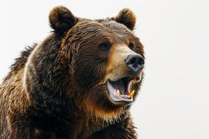 A brown bear with its mouth open and its teeth showing photo