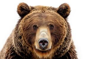 A close up of a brown bear's face photo