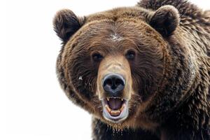 A close up of a brown bear with its mouth open photo