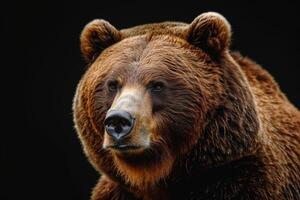 A brown bear is looking into the camera photo