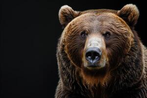 A close up of a brown bear looking into the camera photo