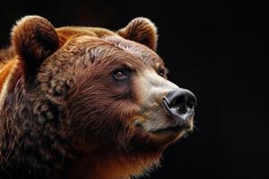 A brown bear is looking to the side photo