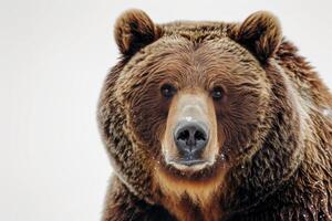 A close up of a brown bear with snow on it photo