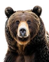 A close up of a brown bear on a white background photo