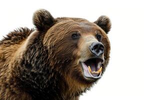 A brown bear with its mouth open and its mouth open photo
