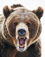 A large brown bear with its mouth open photo