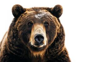 A close up of a brown bear looking at the camera photo