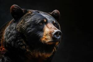 A black bear is looking into the distance photo