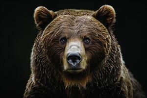 A close up of a brown bear photo