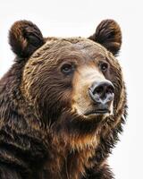 A close up of a brown bear with a white background photo