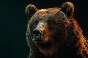A close up of a brown bear with dark background photo