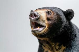 A close up of a bear with its mouth open photo