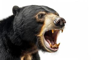 A black bear with its mouth open and teeth showing photo