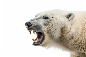 A polar bear with its mouth open and teeth showing photo