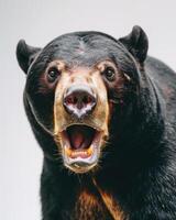 A black bear with its mouth open and its teeth showing photo
