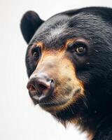 A close up of a black bear with a white background photo