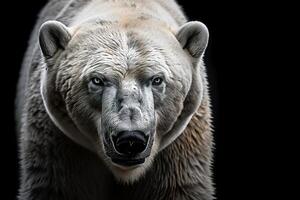 A polar bear in the dark photo