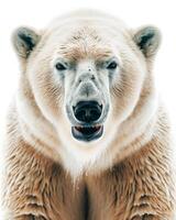 A polar bear is looking at the camera photo