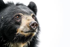 A black bear with a white background photo