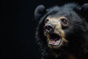 A black bear with its mouth open and its mouth open photo