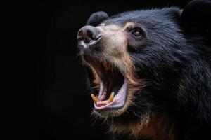 A black bear with its mouth open photo