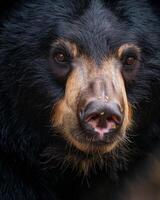 A black bear with a nose ring photo
