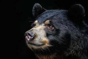 A black bear with brown eyes looking to the side photo