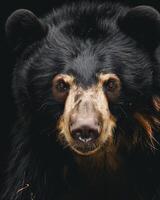 A black bear with brown eyes looking at the camera photo