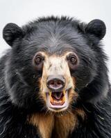 A black bear with its mouth open and teeth showing photo