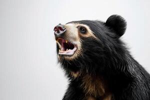 A black bear with its mouth open and its teeth showing photo