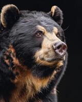 A black bear with brown spots photo