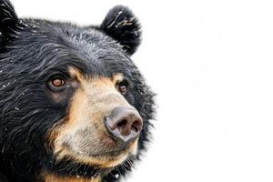 A black bear with wet fur on a white background photo