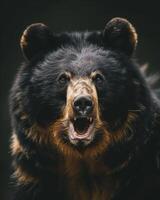 A black bear with its mouth open photo