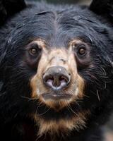 A close up of a black bear with a big nose photo