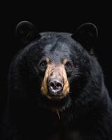 A black bear is looking at the camera photo