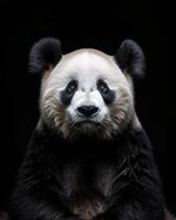 A panda bear is sitting in front of a black background photo