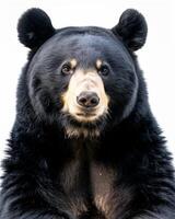 A black bear sitting on a white background photo