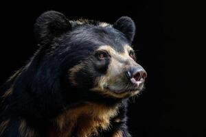 A black bear is looking into the distance photo