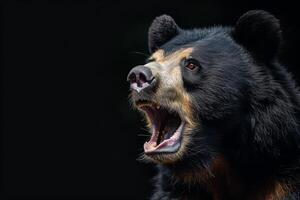 A black bear with its mouth open and its teeth showing photo