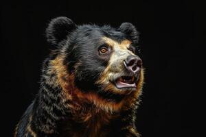 A bear with its mouth open on a black background photo