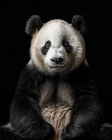 A panda bear sitting in front of a black background photo