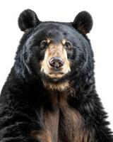 A black bear is sitting in front of a white background photo