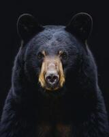 A black bear is looking into the camera photo