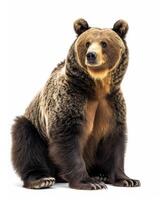 A brown bear sitting down on a white background photo