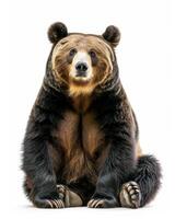 A large brown bear sitting down on a white background photo