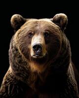 A large brown bear is looking at the camera photo