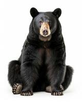 Black bear sitting in front of white background photo