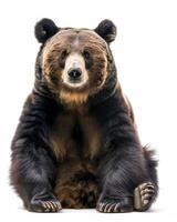 A large brown bear sitting down on a white background photo