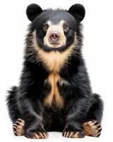 A black bear sitting down on a white background photo